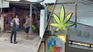 กลิ่นกัญชารบกวน