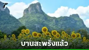 ทุ่งทานตะวัน