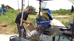 น้องปาน