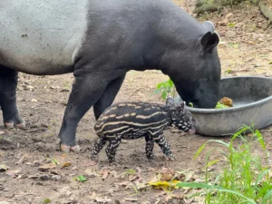 ลูกสมเสร็จ