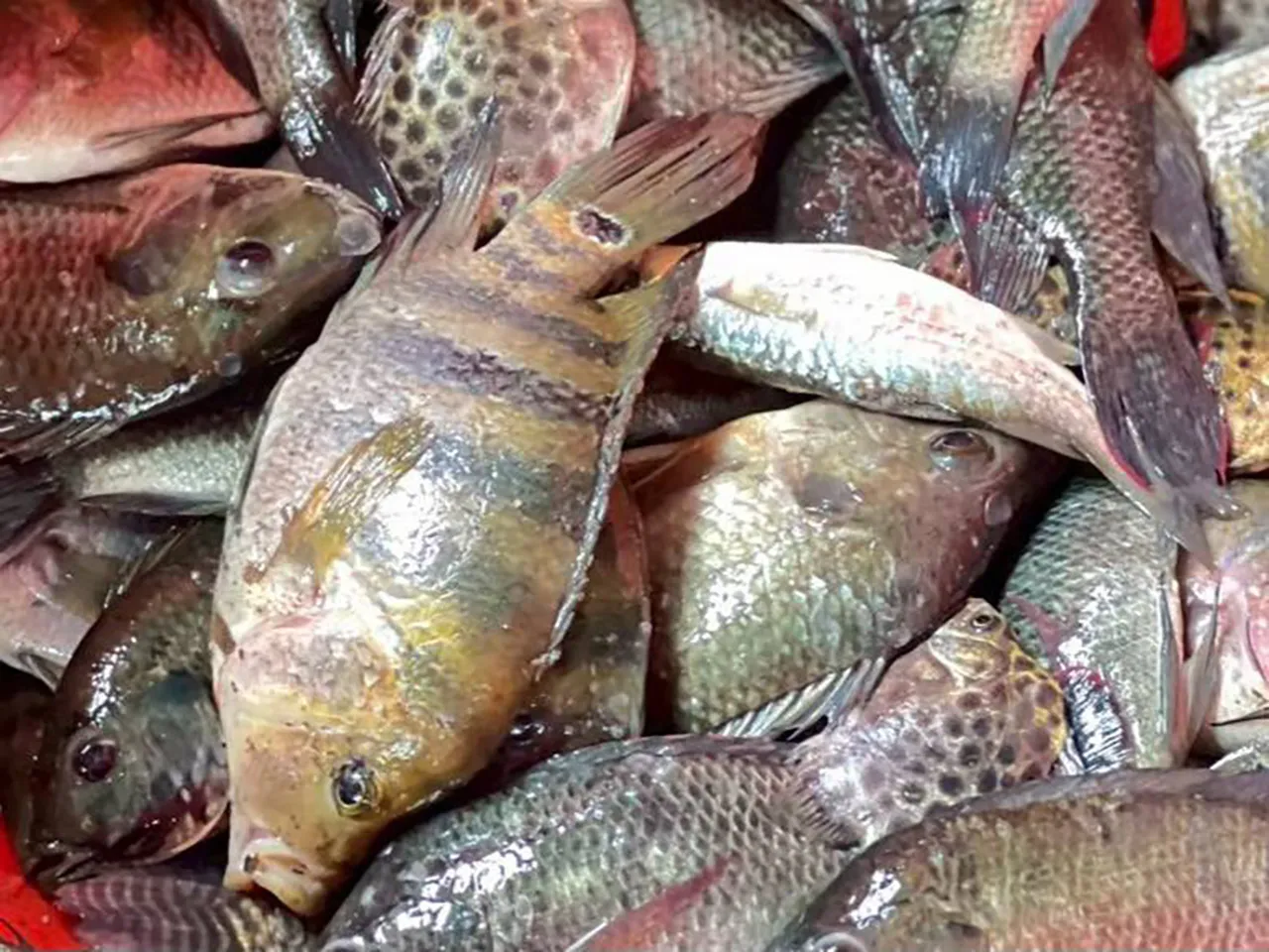 ปลาหมอคางดำ ภัยคุกคามที่ล้นแหล่งน้ำ ไม่ใช่แค่ปลาหมอคางดำ