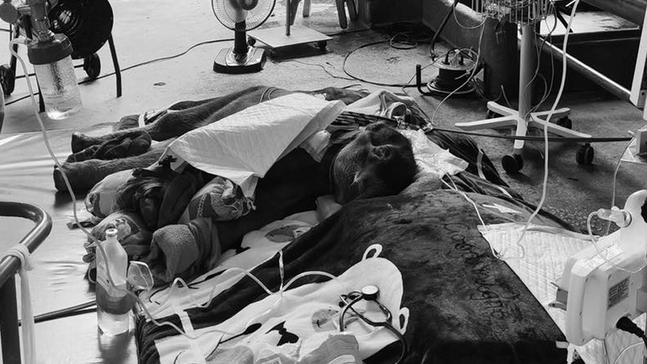 ลูกช้าง ผ่าตัดขาหน้า หลังถูกแม่เตะหัก สัตวแพทย์ยกเป็น “ครู”