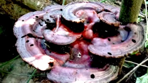 ไฟลัมเบสิดิโอโมโคตา