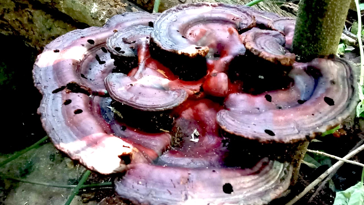 ไฟลัมเบสิดิโอโมโคตา บนดอยคุนหมิง วนอุทยานถ้ำเพชร-ถ้ำทอง