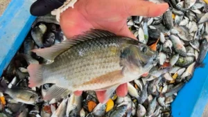 ปลาหมอคางดำ