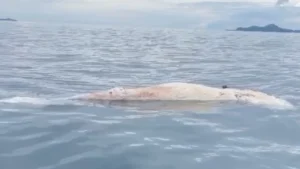 วาฬบรูด้า