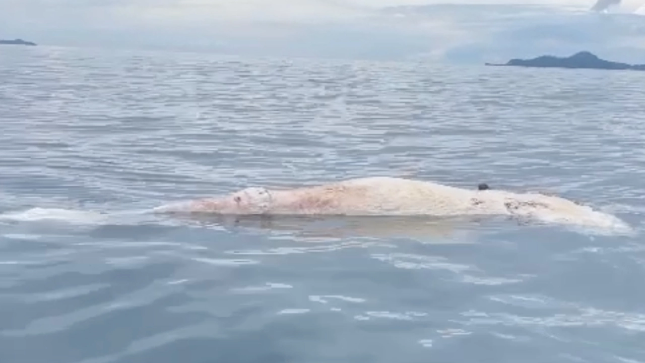 วาฬบรูด้า เศร้า พบซาก ตัวใหญ่ติดอวนตาย ลอยกลางทะเลเกาะล้าน