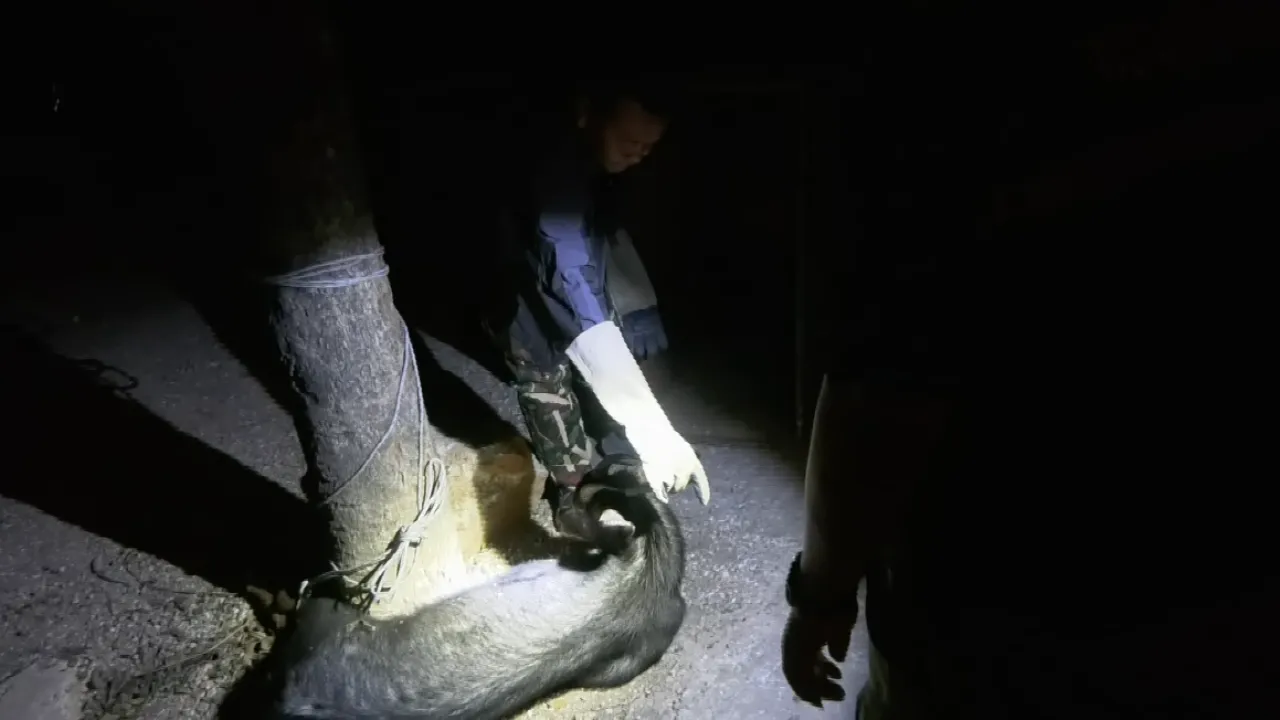 เลียงผา ถูกรถบรรทุกชน นอนเจ็บอยู่ริมถนน ต.ทับกวาง จ.สระบุรี