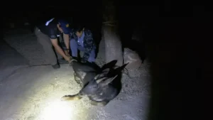 เลียงผา