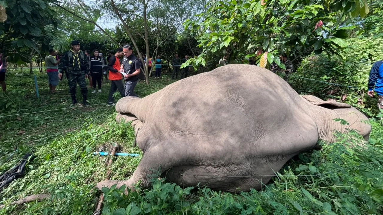 ช้างป่าแก่งกระจาน ล้มตายในสวนชาวบ้าน สันนิษฐานถูกไฟช็อต