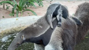 ลูกตัวกินมดยักษ์