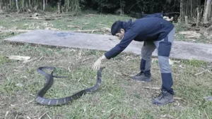 นิค อสรพิษวิทยา