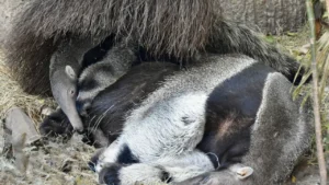 ก๊อปแก๊ป