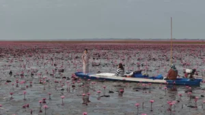 ทะเลบัวแดง