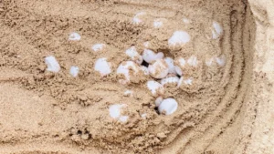 แม่เต่ามะเฟือง