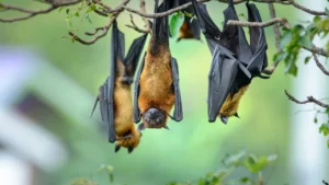 ไวรัสนิปาห์ 