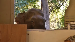 ช้างป่า