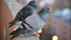 นกพิราบ 