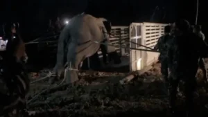 พลายสีดอหูพับ