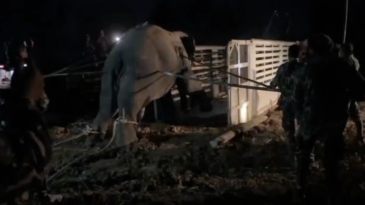 พลายสีดอหูพับ ล้มดับระหว่างเคลื่อนย้าย จนท. เตรียมแถลงชี้แจง