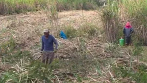 ชาวไร่อ้อย