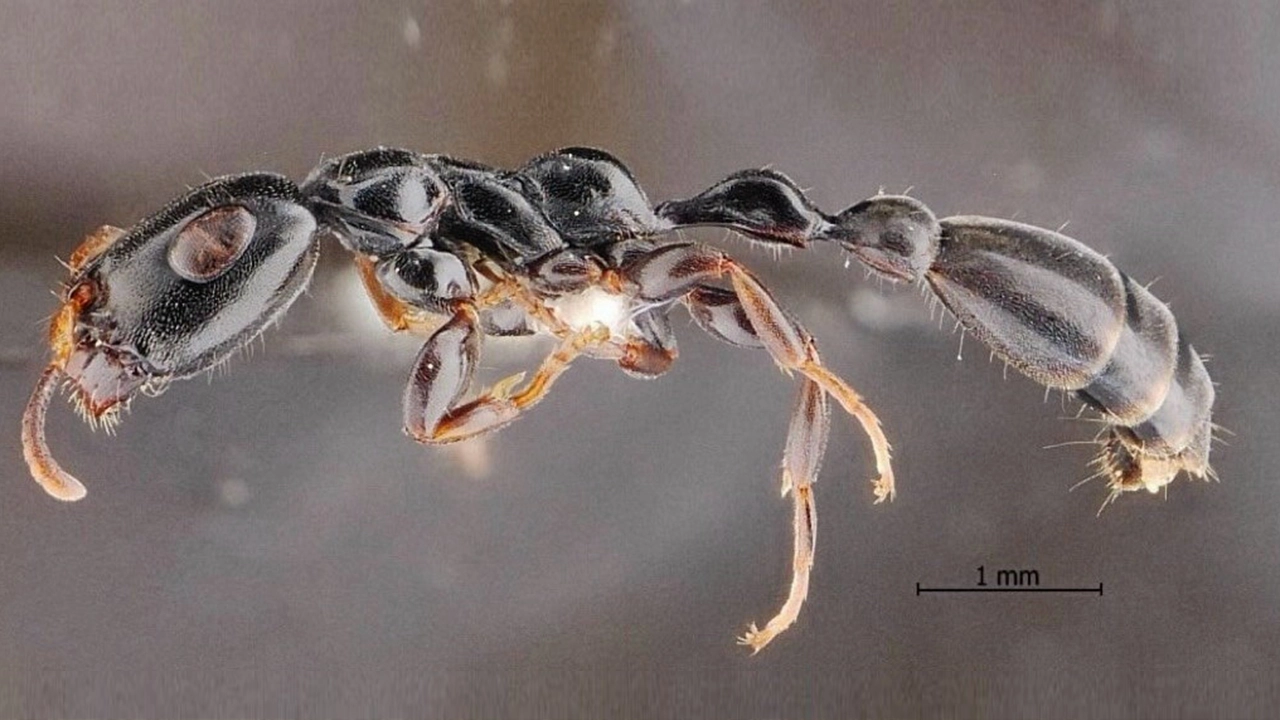 มดตะนอยเทพรัตน์  มดชนิดใหม่ของโลก พบเฉพาะสวนยางพารา