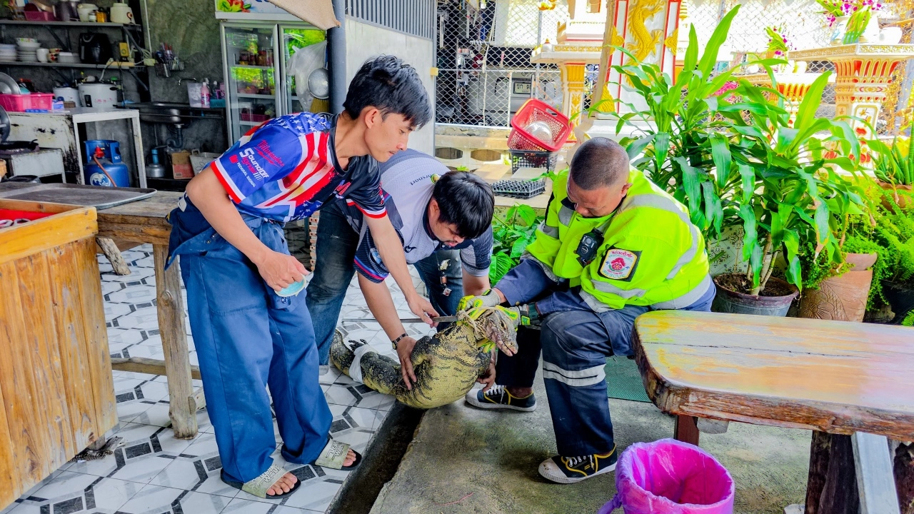 ตัวเงินตัวทอง  ออกจากป่าปุ๊บหิวปั๊บ บุกเข้าร้านตามสั่ง