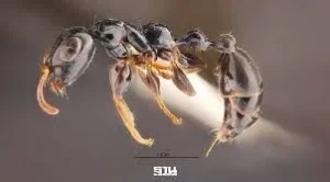 มดตะนอยเทพรัตน์