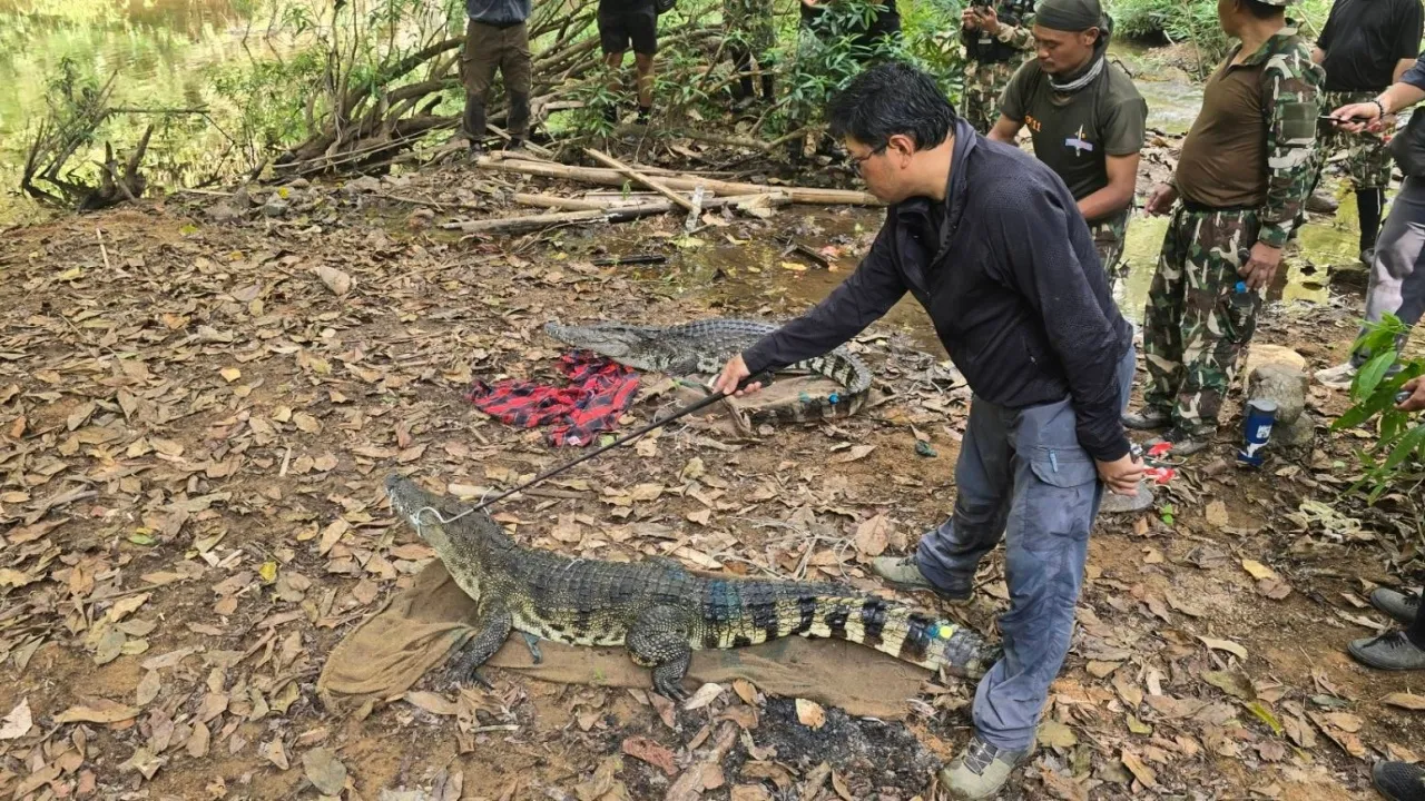 จระเข้น้ำจืด คืนถิ่น หลังยืนยันสายพันธุ์ไทยแท้ 100%
