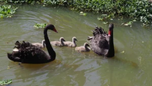 ลูกหงส์ดำ