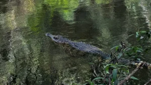 จระเข้น้ำจืด