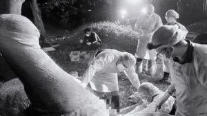 แม่ช้างป่าเขาฉกรรจ์