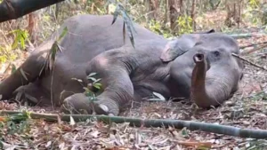 ช้างตาหวาน