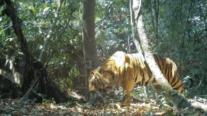 เสือโคร่งณเดช